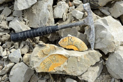 菊石化石.石灰石岩石.图片素材